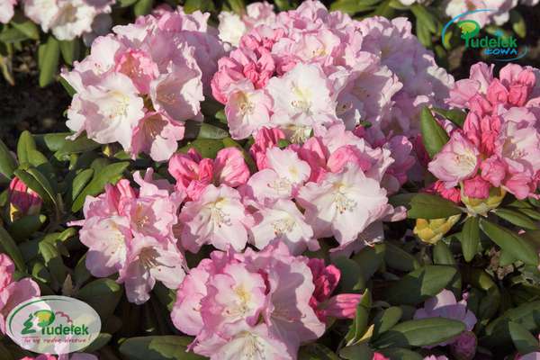 Rhododendron Ken Janeck